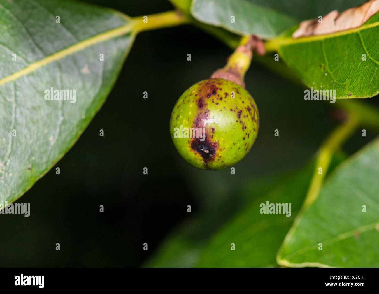 Eine Makroaufnahme einer Bay Tree Berry. Stockfoto