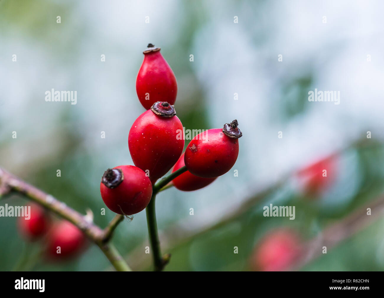 Ein Makro geschossen von einige rote Hagebutten. Stockfoto