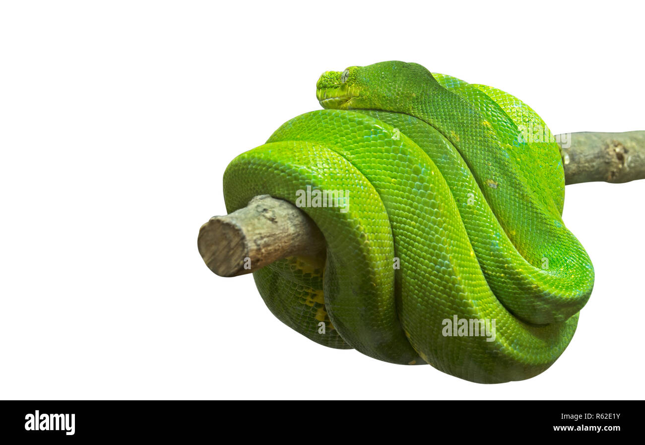 Green Tree Python aufgewickelt, um einen Ast isoliert auf weißem Hintergrund mit Freistellungspfad Stockfoto