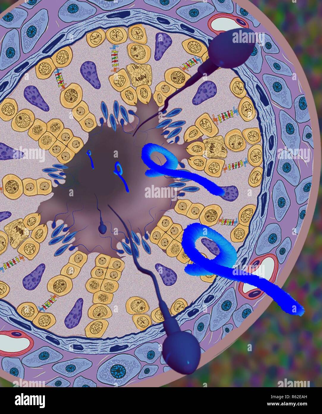 Marburg Virus Teilchen (in blau) und Sperma aus der Tubuli seminiferi Tubulus, einem Ort der immune Privilege und Spermienproduktion im Hoden, einer nicht-menschlichen Primaten, Marburg virus Infektion überlebt. Stockfoto