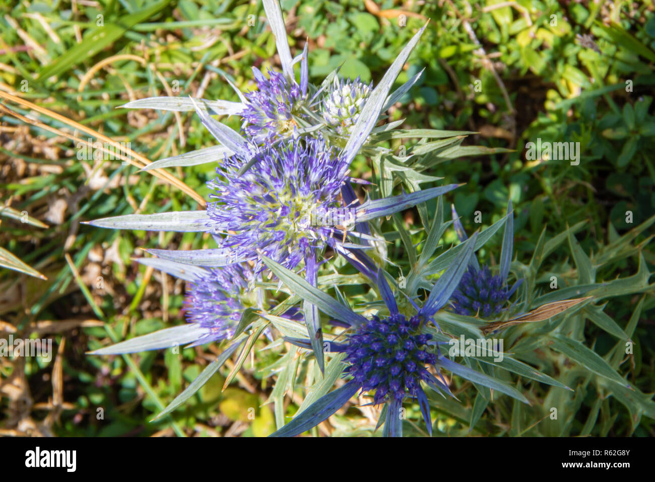 Landschaft der Nationalpark Pollino, eine große Naturpark in der Basilicata und Kalabrien, italienische Regionen Stockfoto