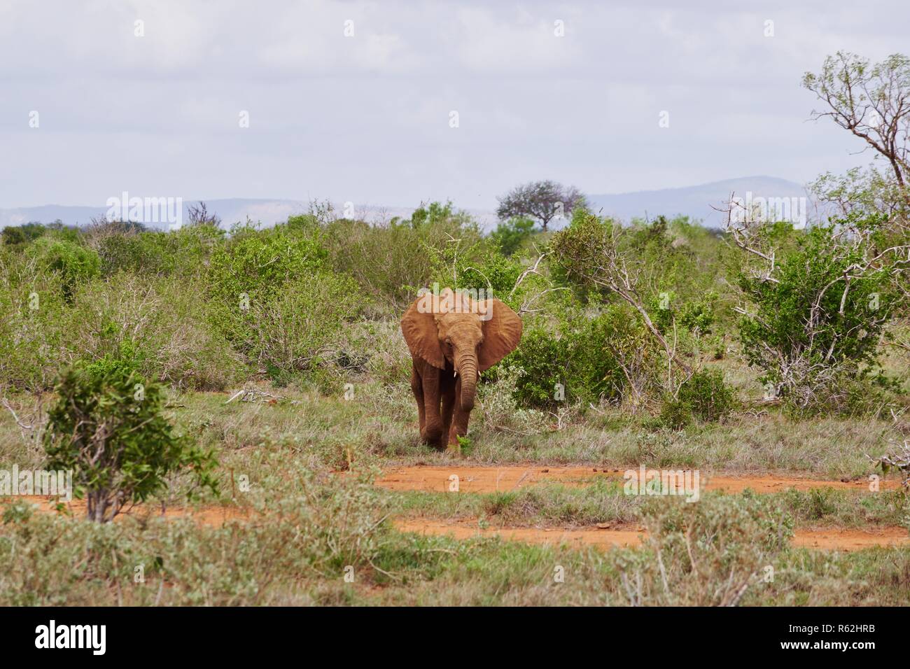 Elefanten im Tsavo Ost Kenia Stockfoto