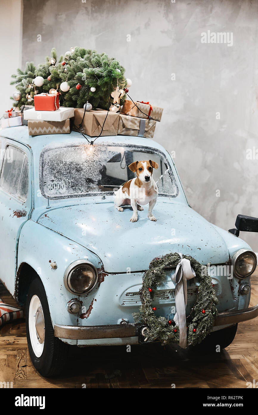 Kleine beagle Hund sitzt auf der Motorhaube von Blue retro Auto mit präsentiert auf dem Dach, für Weihnachten und Neujahr Urlaub eingerichtet. Stockfoto