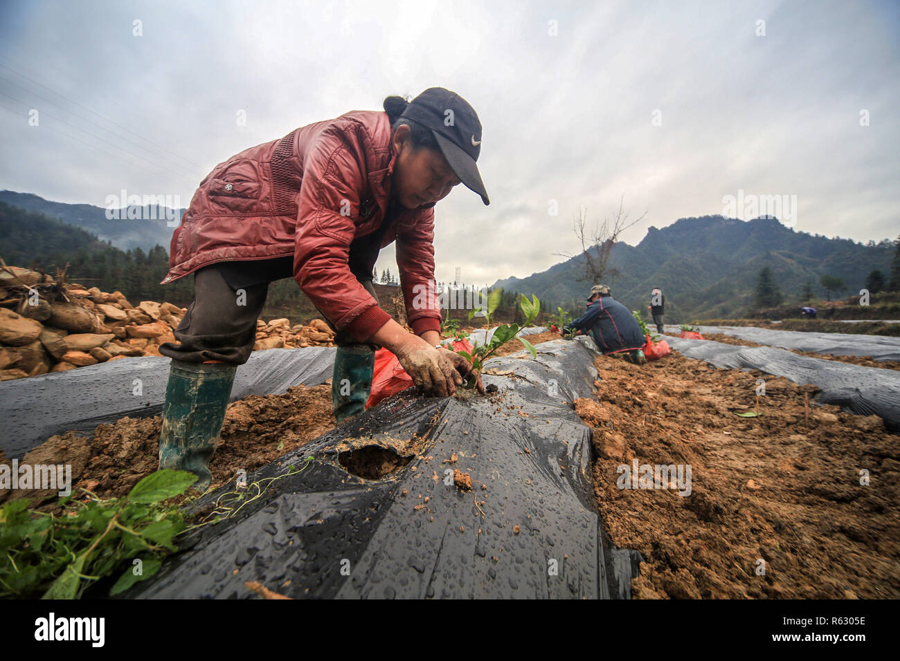 Xiangxi, Hunan Provinz Chinas. 3 Dez, 2018. Dorfbewohner pflanze Kaffee Pflanzgut auf eine neu eröffnete 40-Hektar großen Tee Plantage in Xiaojiaping Dorf Longshan County in der Tujia und Miao Autonomen Präfektur Xiangxi, der Central China Provinz Hunan, Dez. 3, 2018. Das Dorf macht vollen Gebrauch von den Selen-reichen Boden und nimmt eine Verringerung der Armut Modus, in dem Unternehmen und Landwirte eine Partnerschaft Tee Pflanzen zu entwickeln. Credit: Zeng Xianghui/Xinhua/Alamy leben Nachrichten Stockfoto