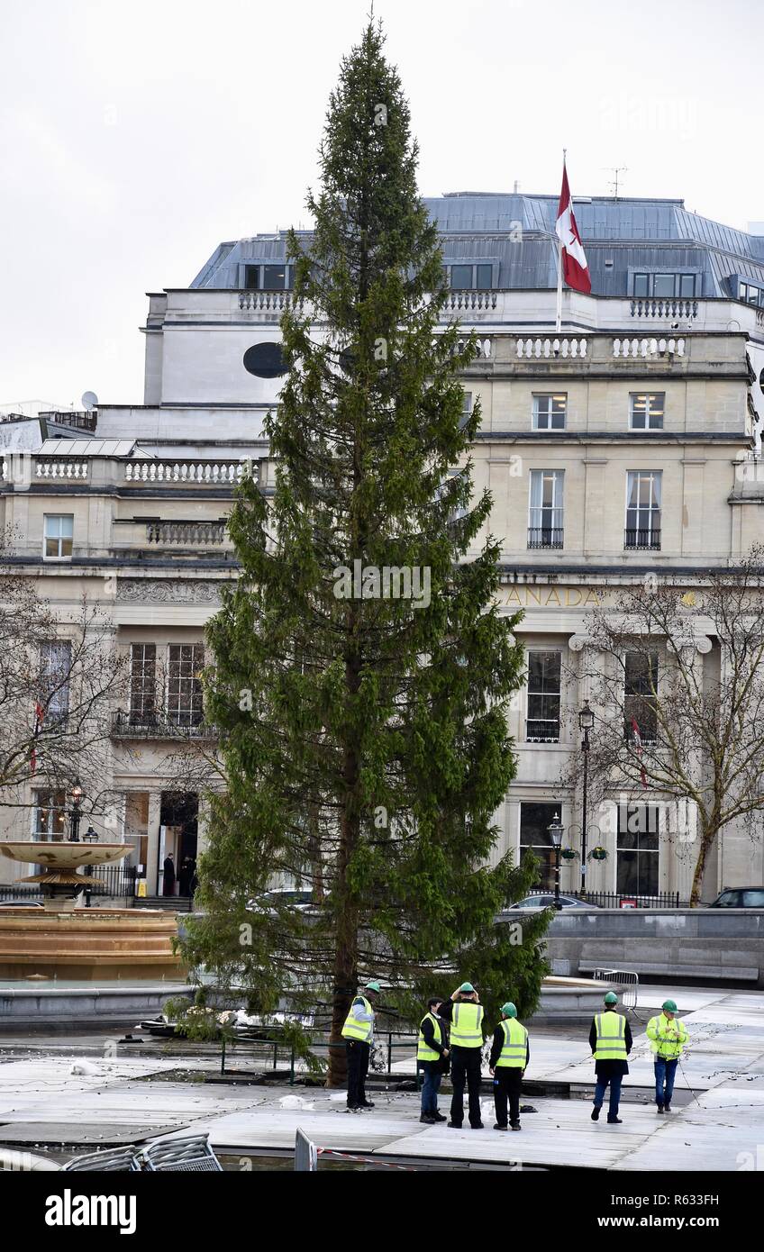 London, Großbritannien. 3. Dezember, 2018. Der Trafalgar Square Weihnachtsbaum errichtet wurde heute. Der Baum ist ein jährliches Geschenk an die Menschen in Großbritannien von der Stadt Oslo als Zeichen der Dankbarkeit für die britische Unterstützung in Norwegen während des Zweiten Weltkriegs. Trafalgar Square, London.UK Credit: michael Melia/Alamy leben Nachrichten Stockfoto