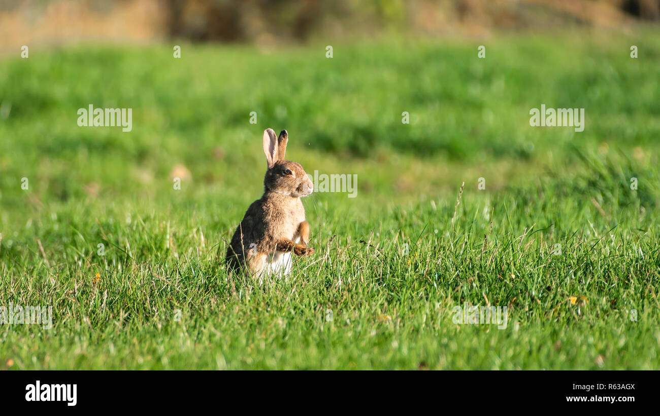 Wilde Kaninchen (Oryctolagus cuniculus) auf seinen Hinterbeinen in einer Wiese, Baden in den Sonnenaufgang, Aufwärmphase mit der Hitze der Sonne Stockfoto