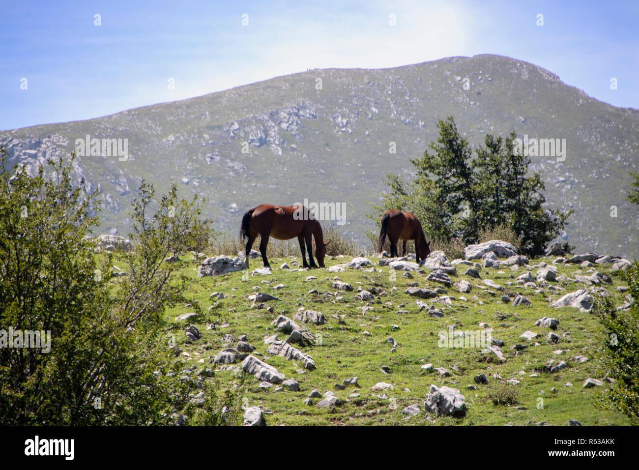 Landschaft der Nationalpark Pollino, eine große Naturpark in der Basilicata und Kalabrien, italienischen Regionen und einer Gruppe von Pferden Stockfoto