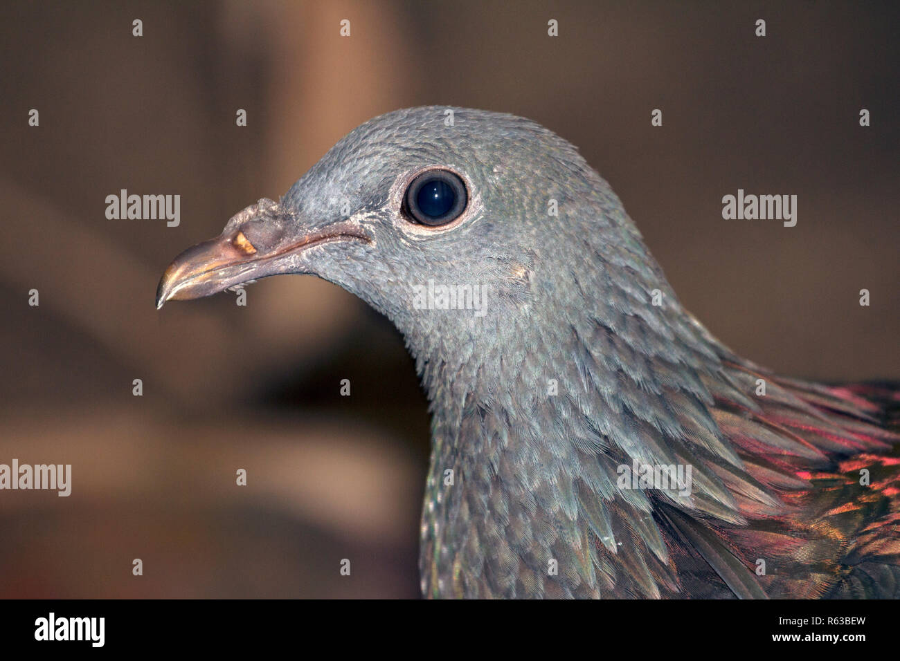 Grau tropischen Vogel mit goldenem Schnabel und backfeathers auf einem verschwommenen Hintergrund. Stockfoto