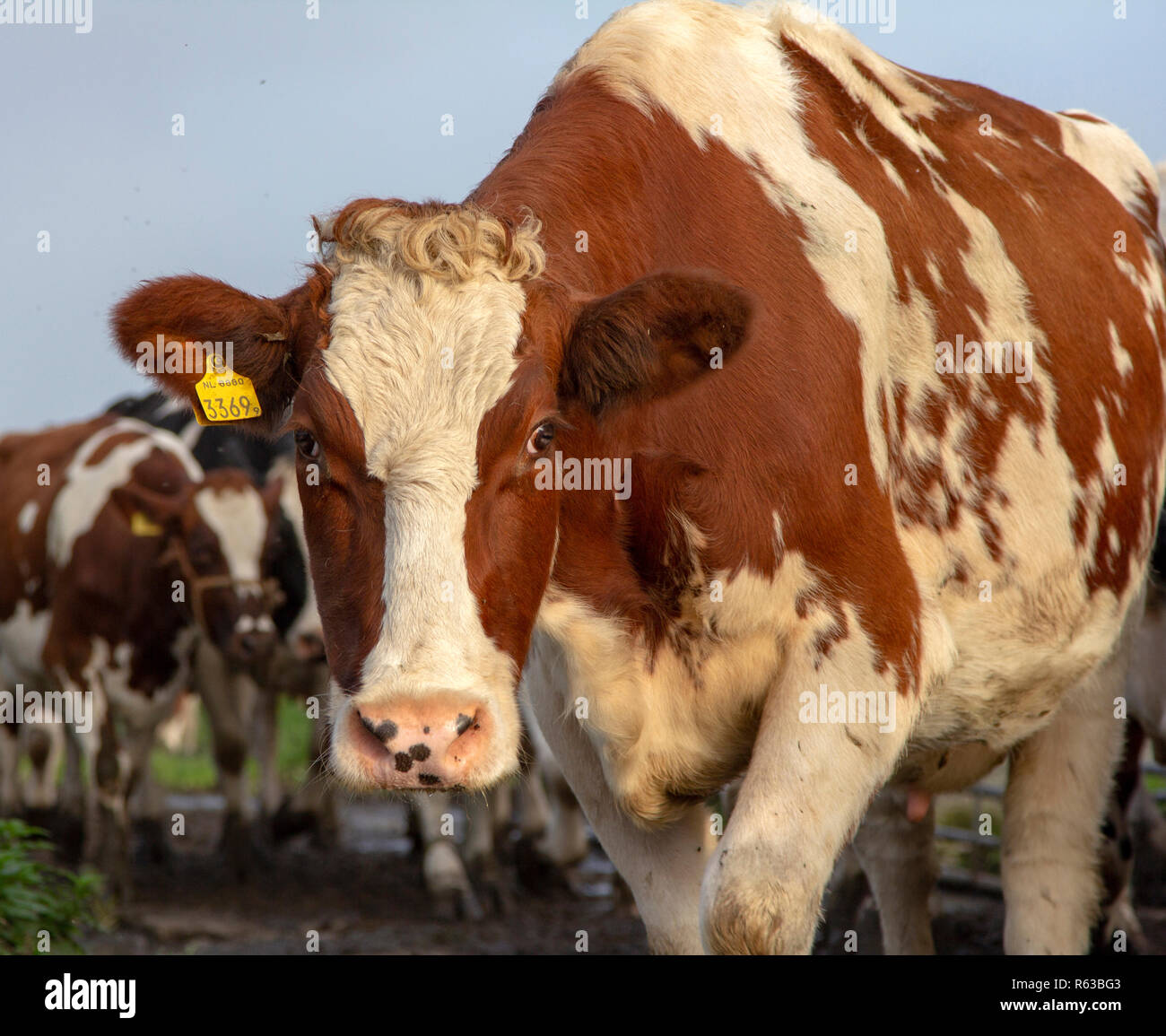 Rote und weiße Kuh in einer Herde der anderen Kühe zu Fuß in Richtung der Kamera. Stockfoto