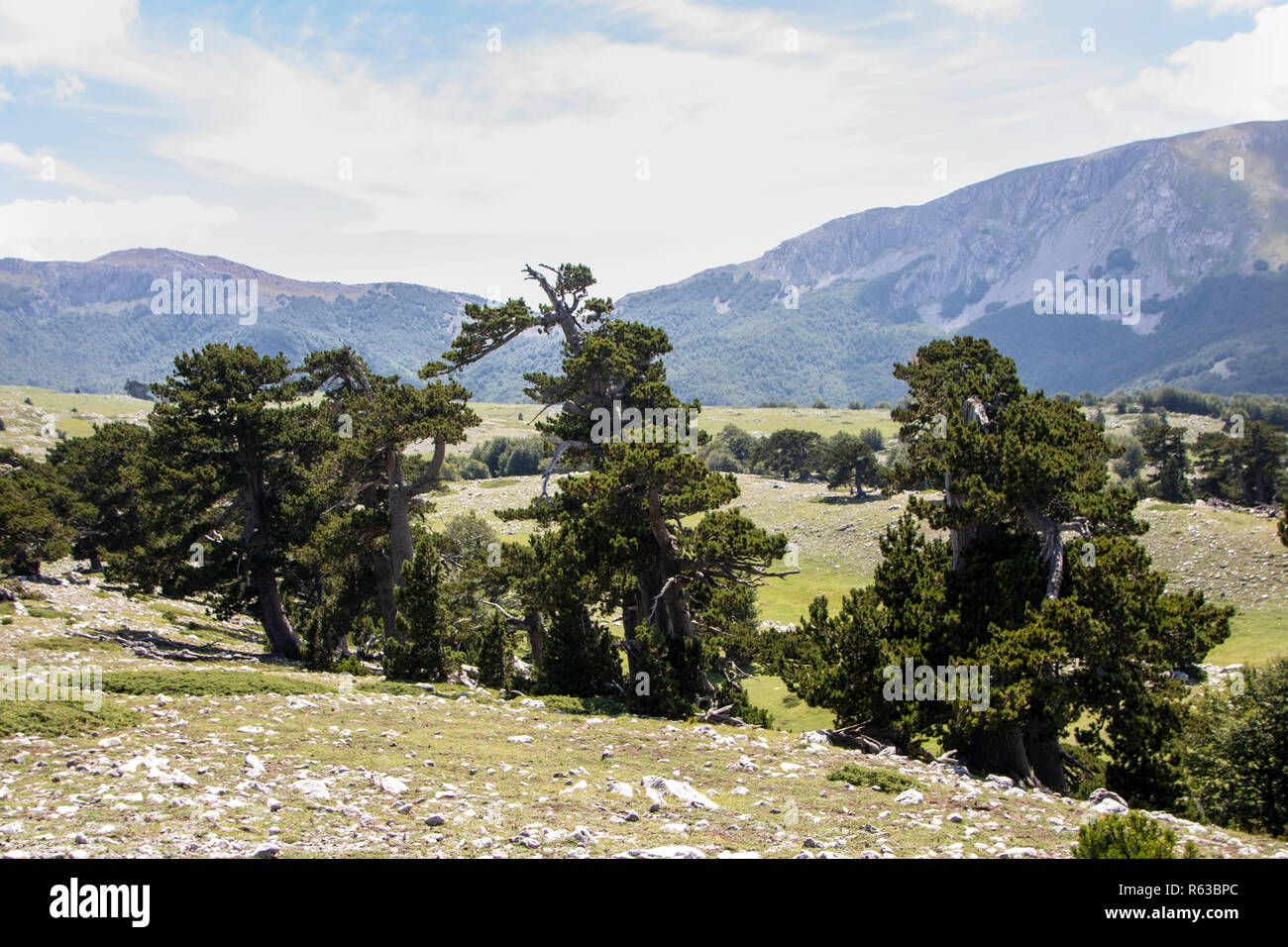 So genannte Garten der Götter im Nationalpark Pollino, wo die bosnischen Kiefer, oder Pinus Leucodermis leben, Basilicata, Italien Stockfoto