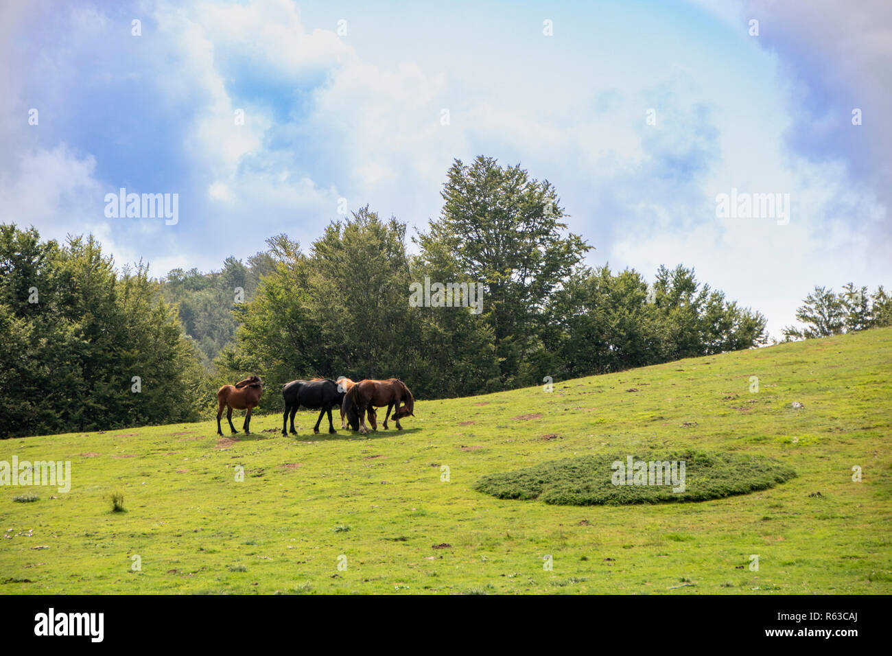 Landschaft der Nationalpark Pollino, eine große Naturpark in der Basilicata und Kalabrien, italienischen Regionen und einer Gruppe von Pferden Stockfoto