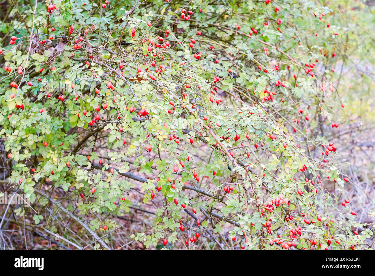 Hüften Bush mit reife Beeren. Beeren eines dogrose auf einem Busch. Früchte der wilden Rosen. Dornige dogrose. Rote Hagebutten. Stockfoto