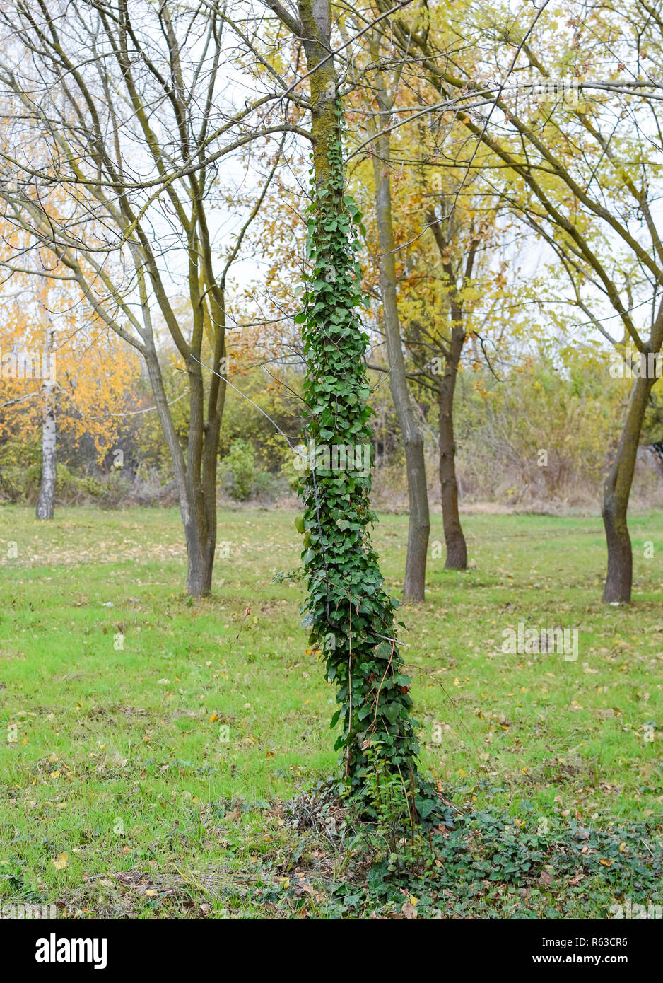 Efeu wchst auf den Stamm eines Baumes. Die Anlage ist ein Parasit. Efeu  giftig, Efeu gewhnliche Stockfotografie - Alamy