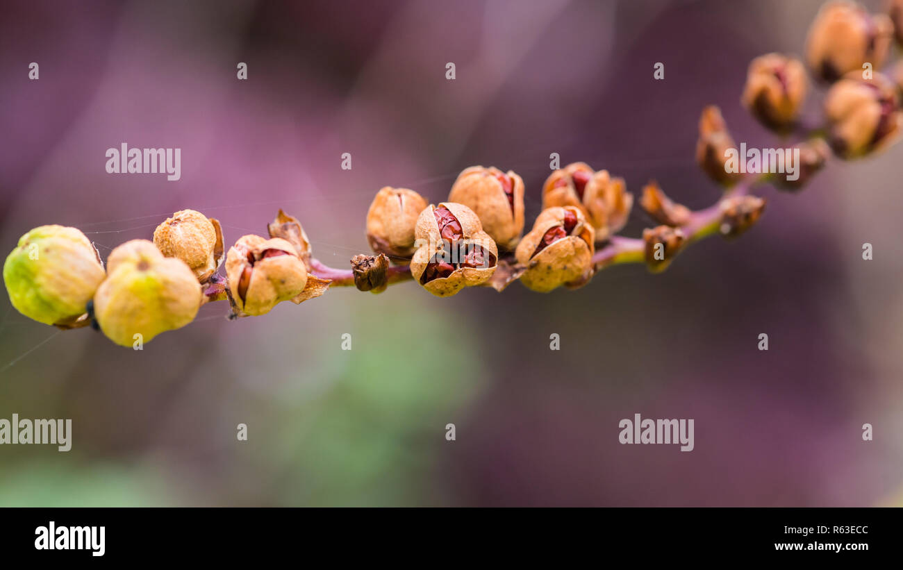 Eine Makroaufnahme von einigen crocosmia Samenkapseln. Stockfoto