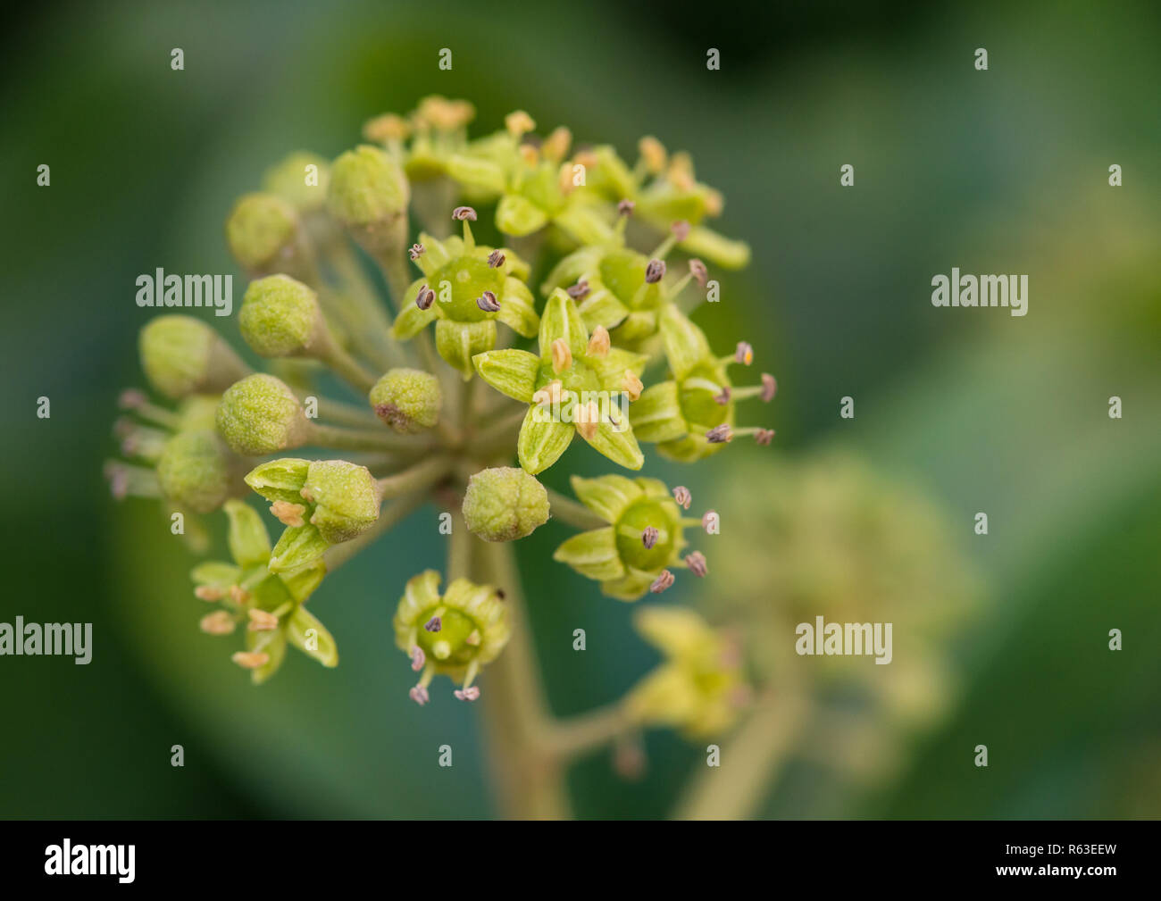 Eine Makroaufnahme der Blüten einer gemeinsamen Ivy Bush öffnen. Stockfoto