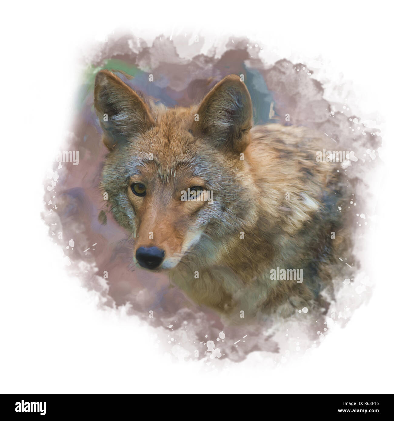 Coyote Portrait, digitale Malerei Stockfoto