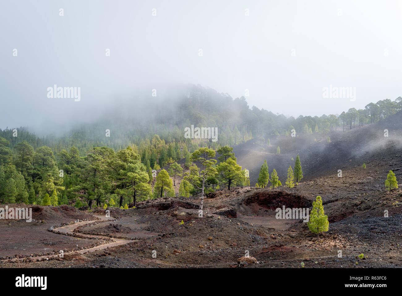 Foggy Chinyero Vulkan Stockfoto