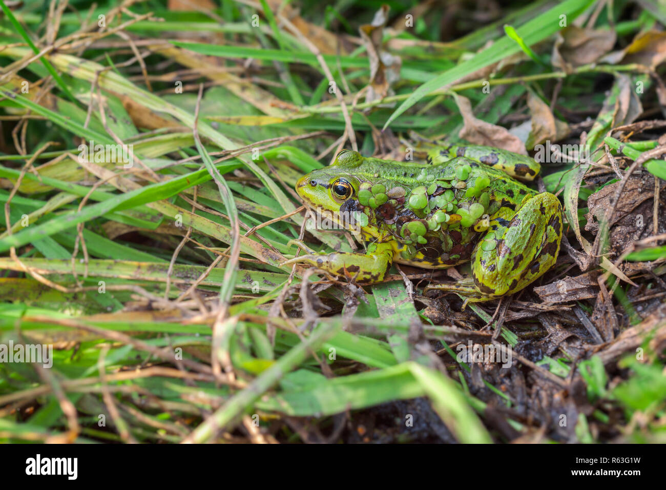 Teich Frosch - Camouflage Stockfoto