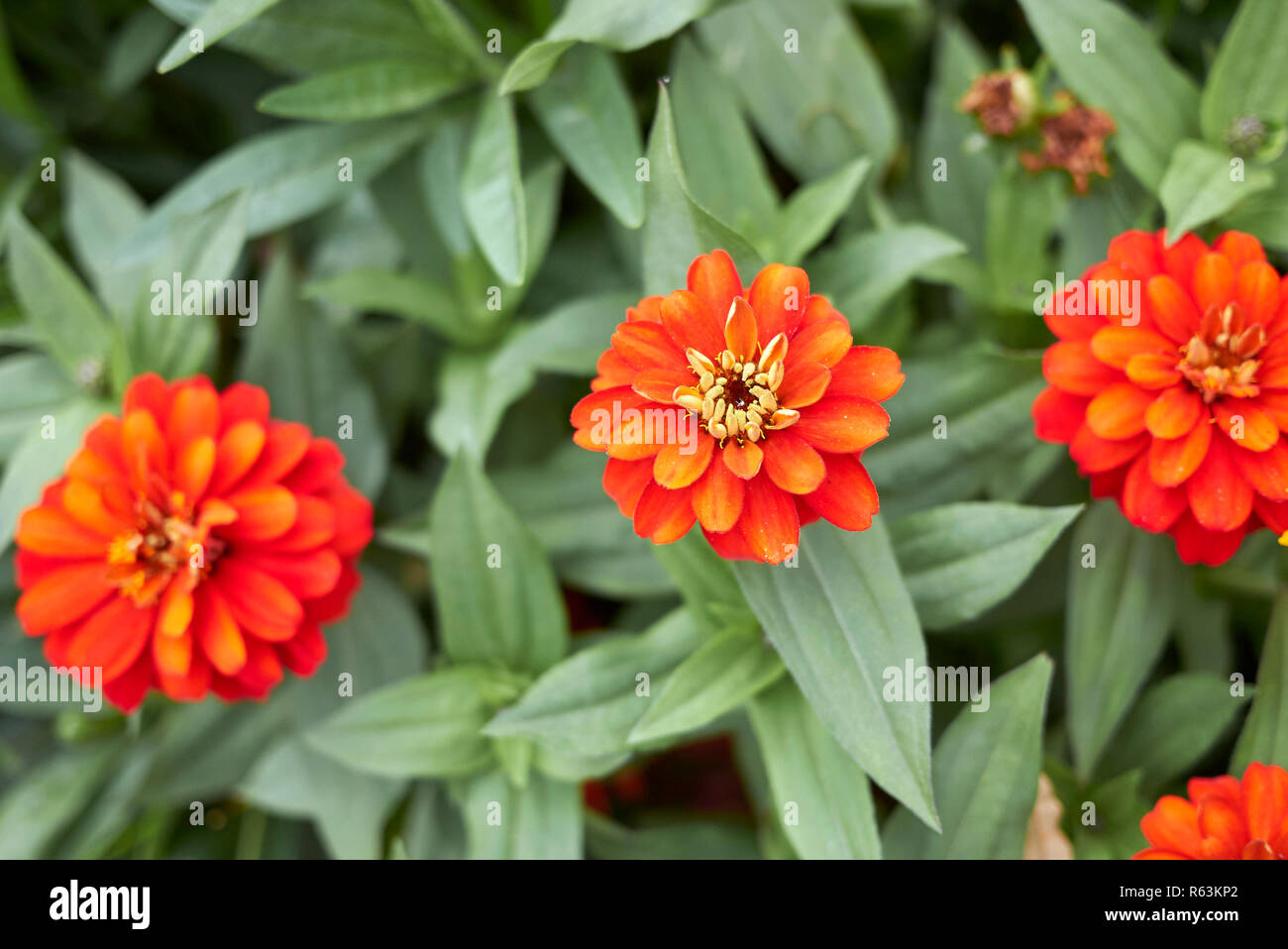 Zinnia elegans Blumenbeet Stockfoto