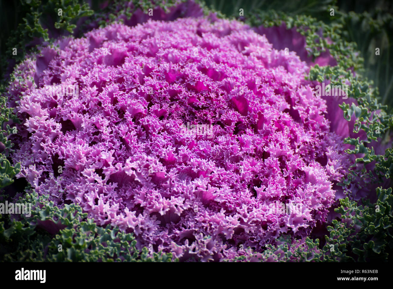 Violett oder lila Kopfkohl für Design. Kopfkohl Hintergrund im Garten. Schönen ornament Kopfkohl in natürlichen. Frischen Grünkohl Kohl Textur hinterlässt. Stockfoto
