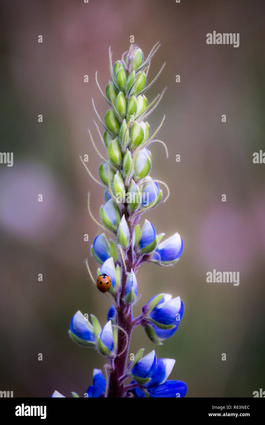 Marienkäfer Fütterung auf lila Lupine (Lupinus) Stockfoto