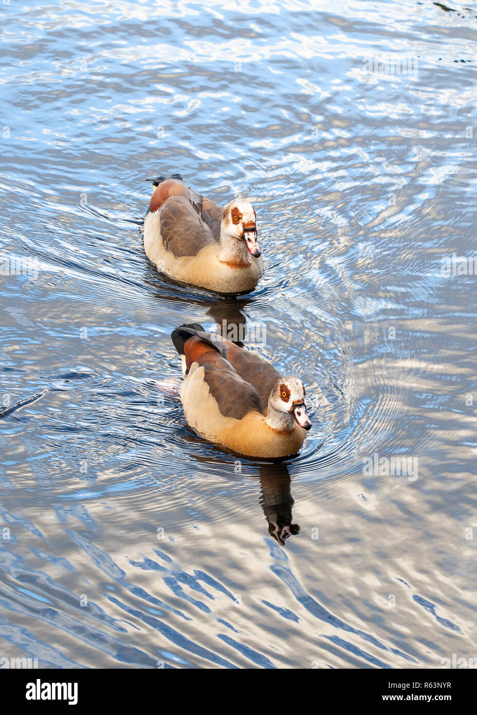 Zwei Enten auf dem Teich in Clissold Park, Stoke Newington, London, UK, Hackney, England Stockfoto