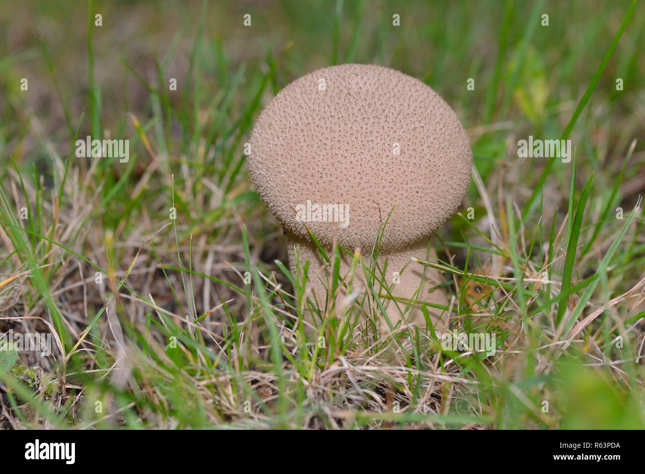 Flasche puffball Stockfoto