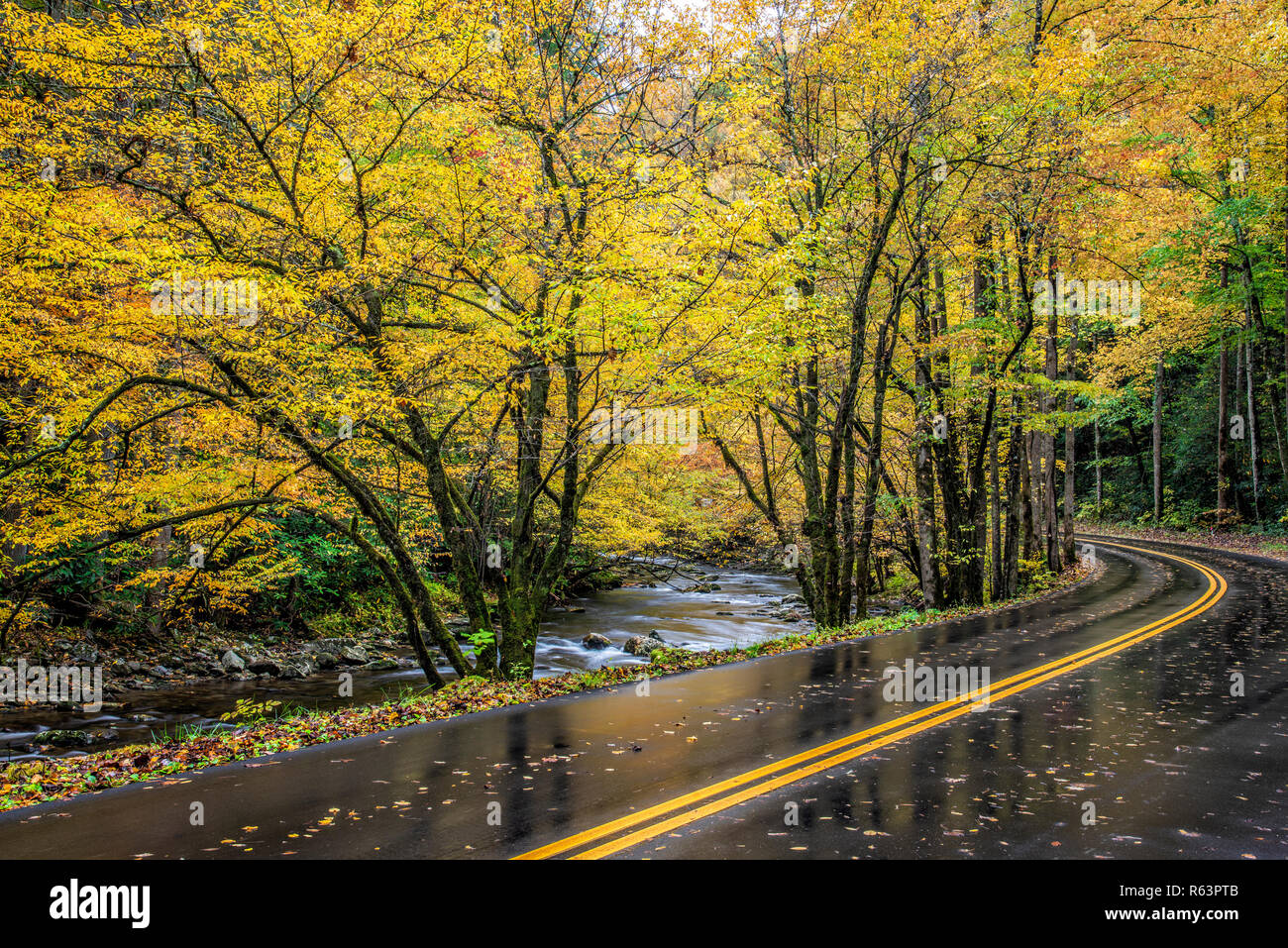 Horizontale Schuß einer Straße geschwungene neben dem kleinen Fluss durch Smoky Mountains Herbst Farbe. Stockfoto