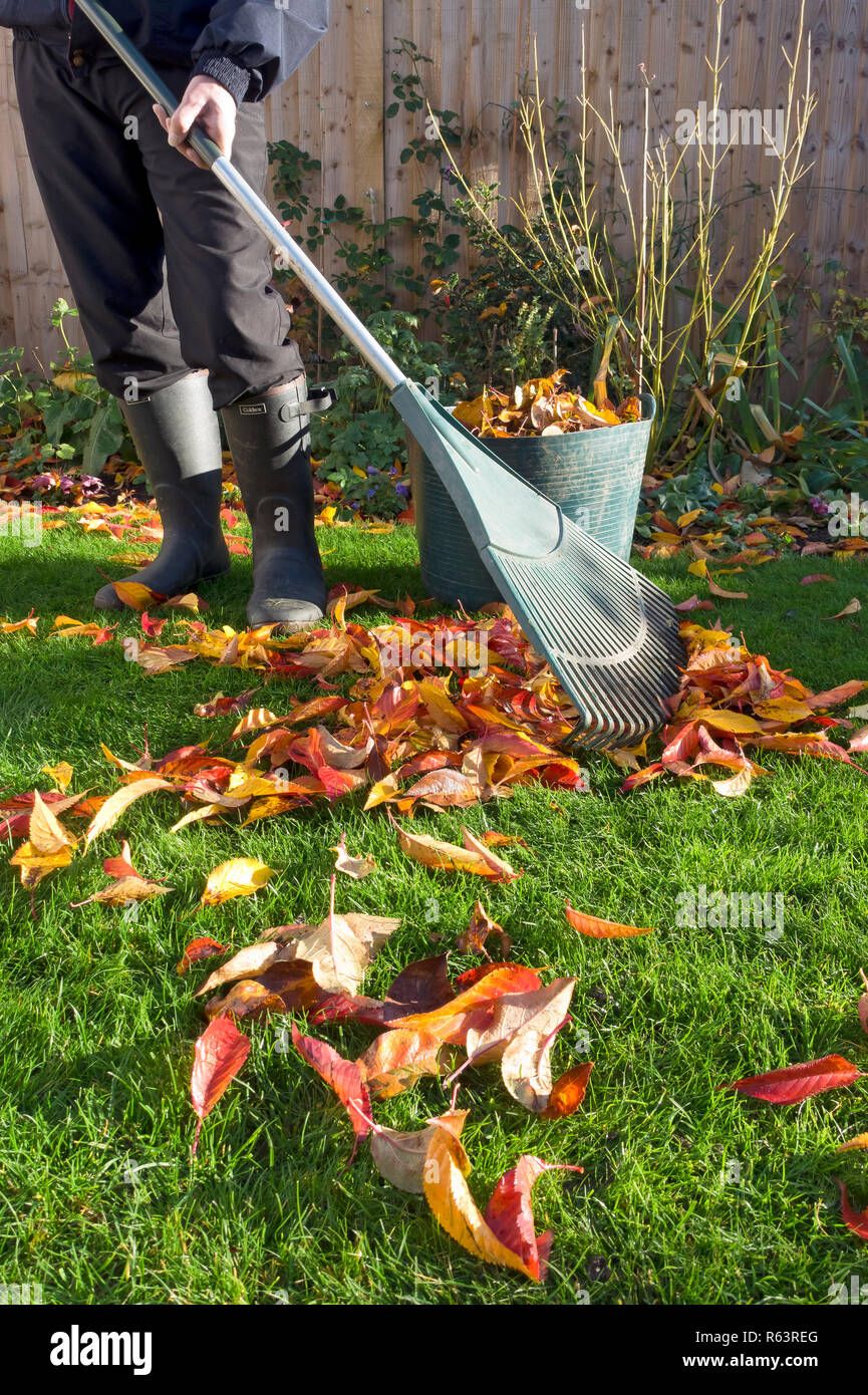 Mann Gärtner Person Sammeln gefallener Blätter im Herbst England Vereinigtes Königreich GB Großbritannien Stockfoto