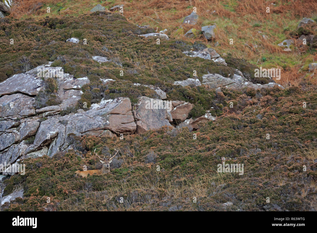 Red Deer Hirsch in die torridon Berge Schottland Stockfoto