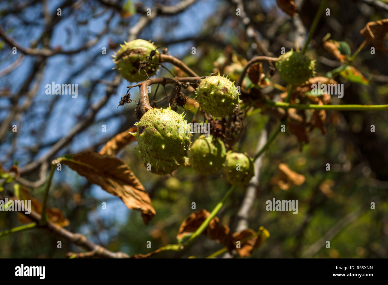 Früchte der Kastanie auf einen Baum. Stockfoto