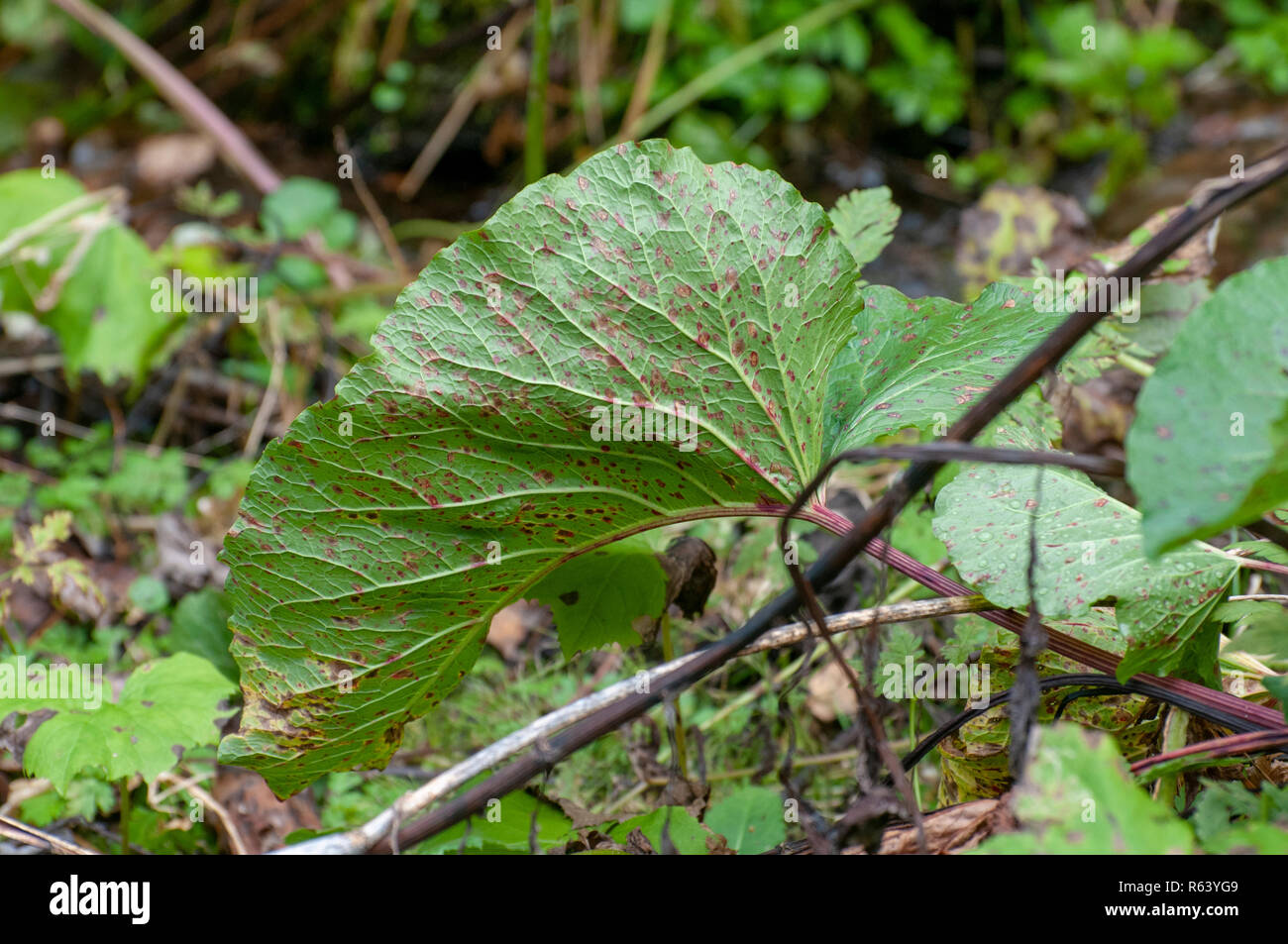 Nahaufnahme eines Blattes mit dem Rost wie Flecken durch Skala Insekten der Coccidae Familie verursacht. Im Stubaital, Tirol, Österreich im September fotografiert. Stockfoto