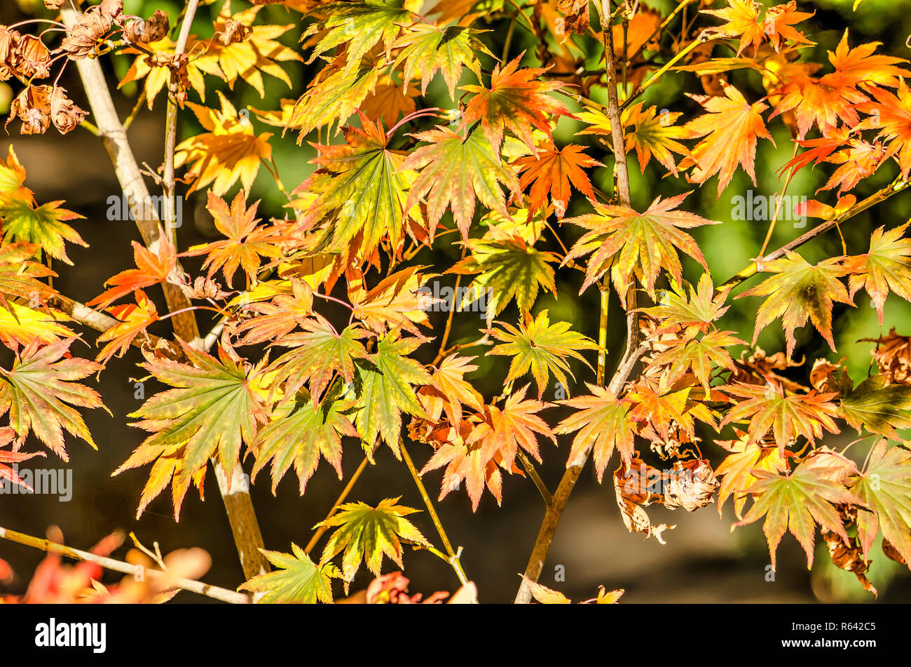 Die sternförmigen Blätter von einem Acer Bush im Herbst in den Farben Rot, Gelb und Grün Stockfoto