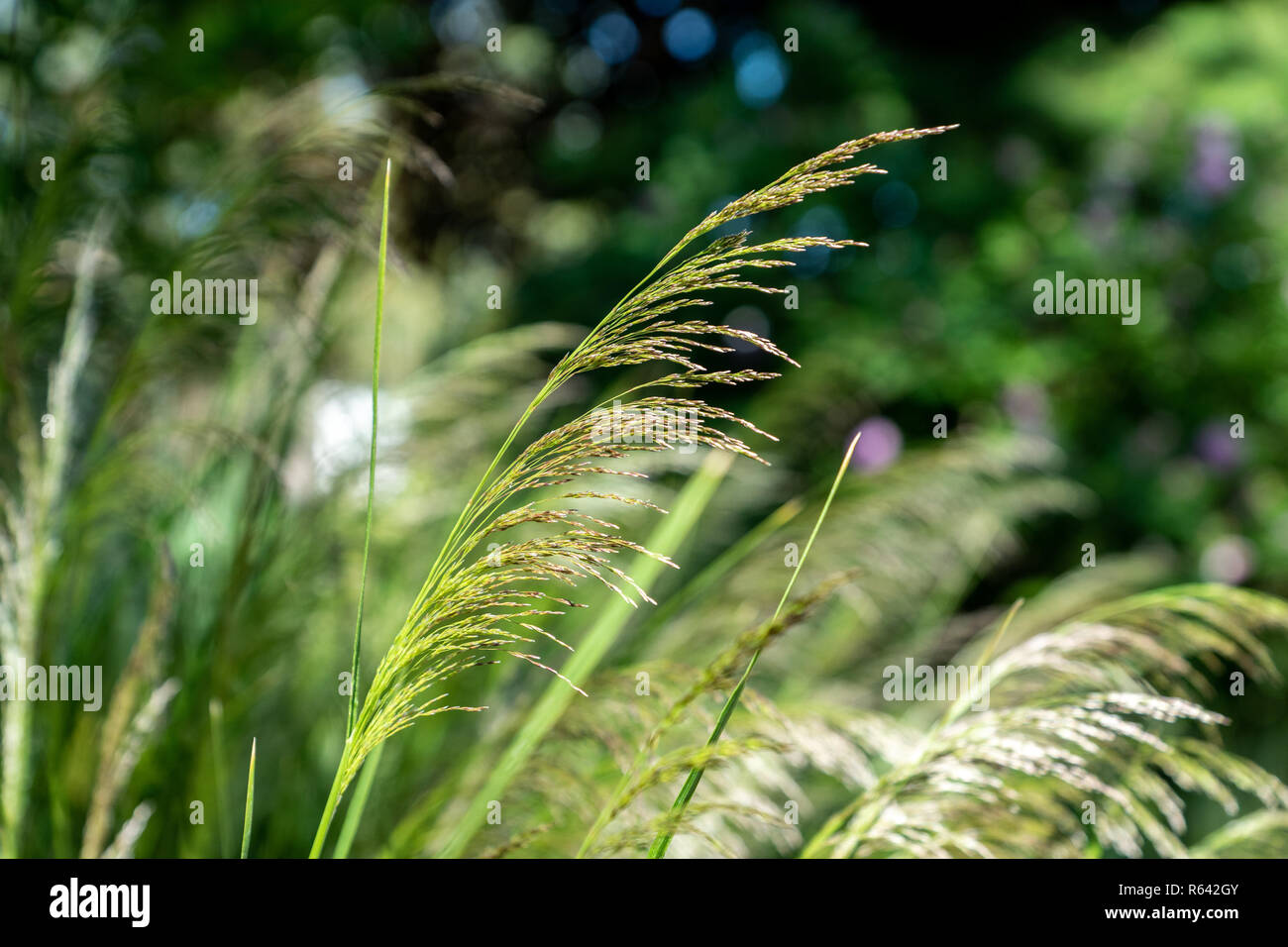 Chinesische Silber Gras, Miscanthus sinensis, Nahaufnahme mit verschwommenen Hintergrund Stockfoto