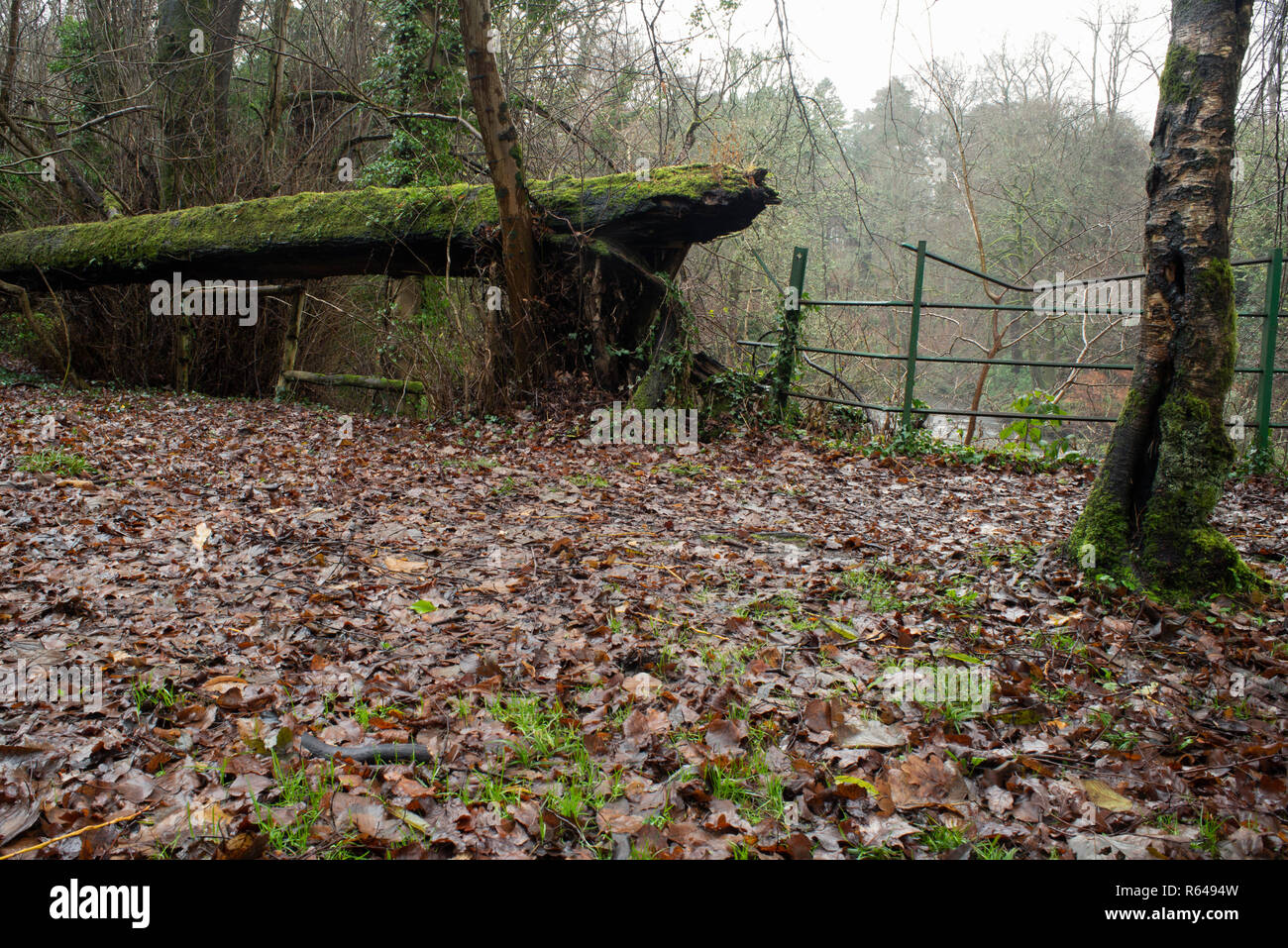 Linn Woodland Park, Glasgow, Schottland Stockfoto