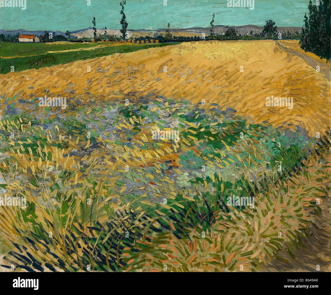 Wheatfield. Datum: Juni 1888, Arles. Abmessungen: 54 cm x 65 cm, 74,2 cm x 85,5 cm. Museum: Van Gogh Museum, Amsterdam. Autor: Van Gogh, Vincent. VINCENT VAN GOGH. Stockfoto