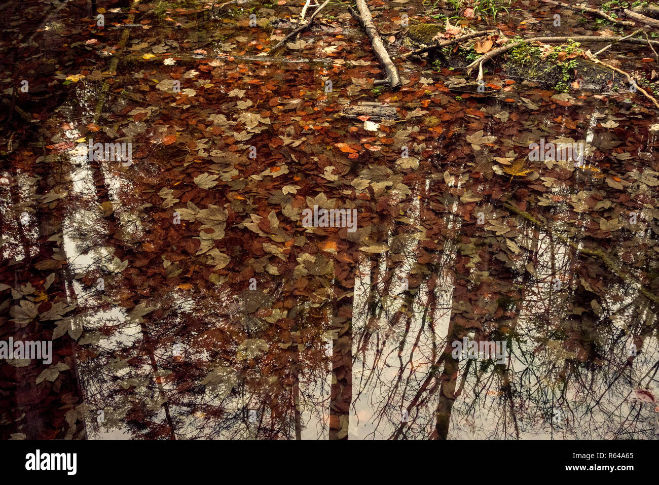 Herbst! Stockfoto