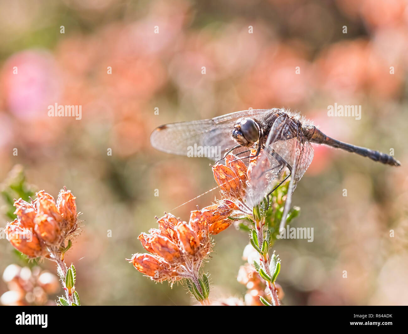 Schwarz Darter an blühenden Heidekraut Stockfoto