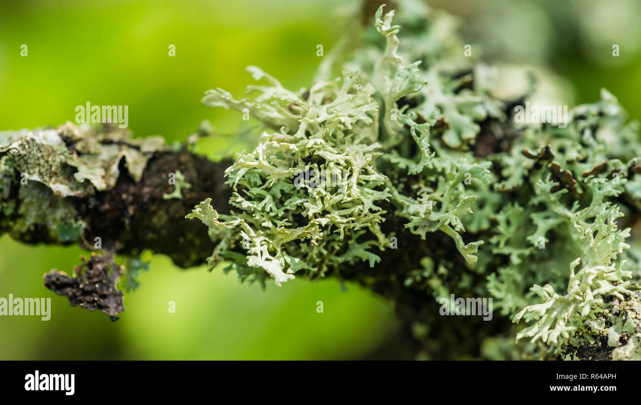 Eine Makroaufnahme von einigen Flechten wachsen auf einem Ast. Stockfoto