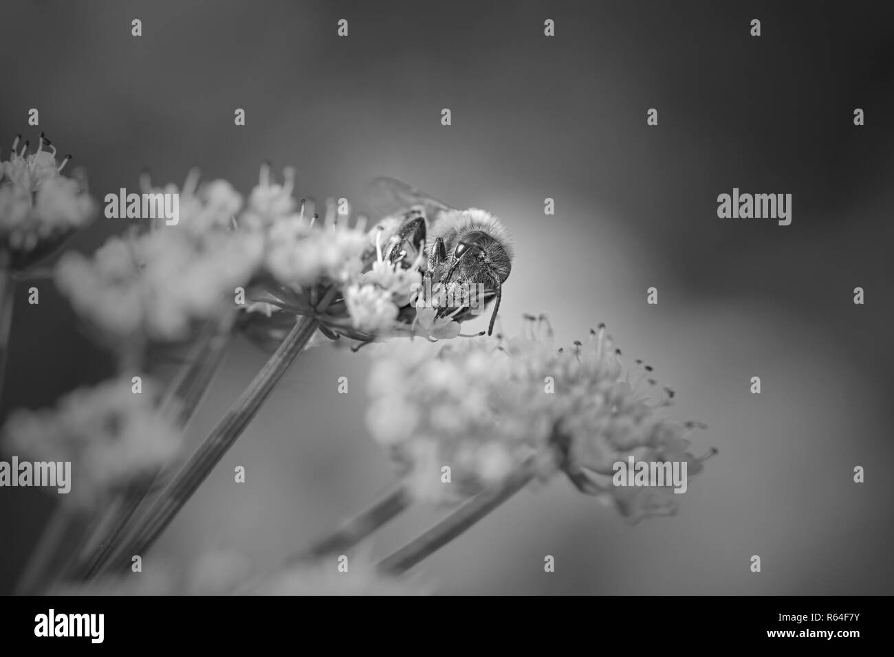 Makro einer saugenden Biene Blütenstaub von wilden weißen Blüten. Umgewandelt in Schwarz und in Weiß. Stockfoto