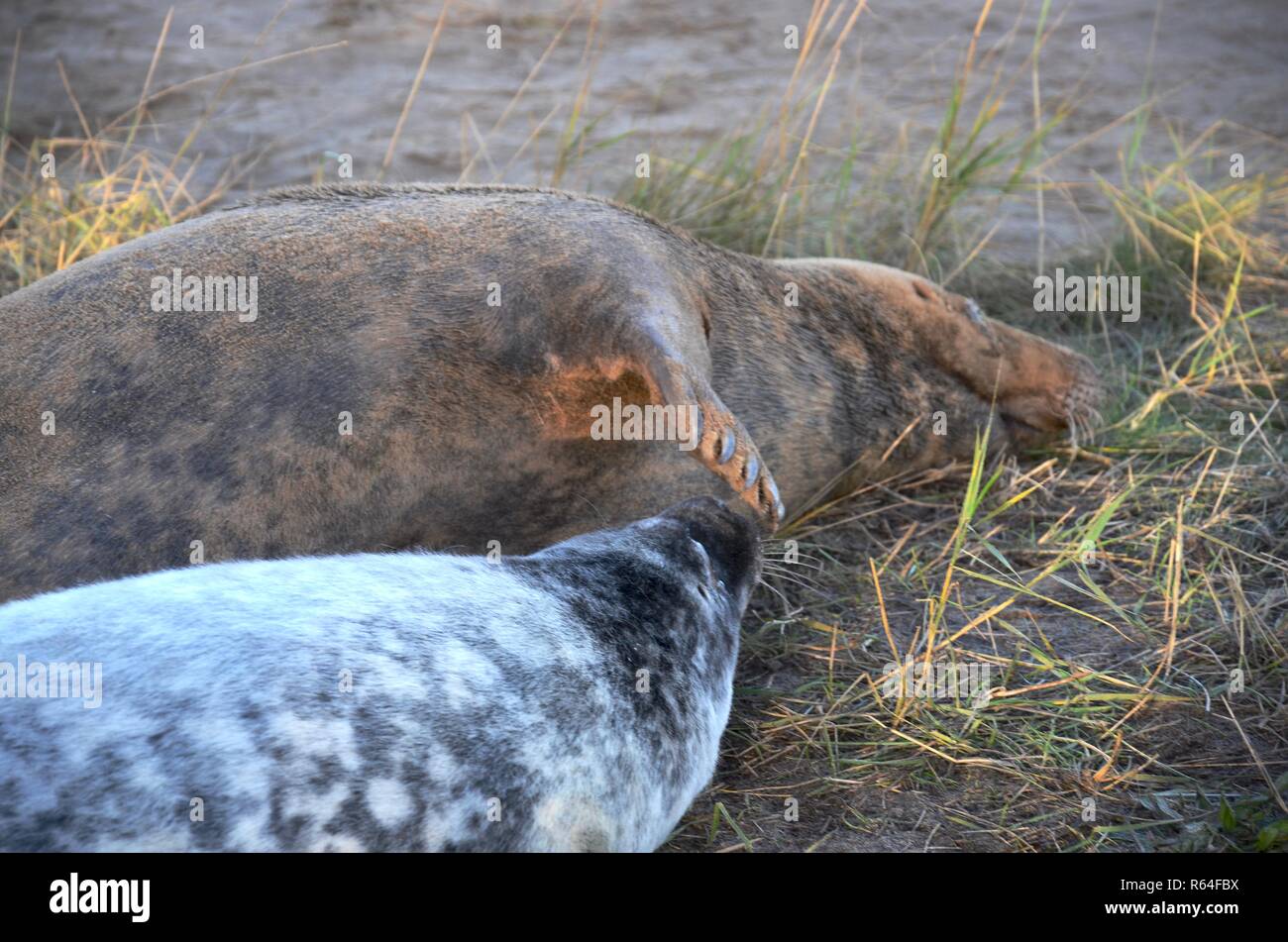 Mutter putzen oder Streicheln neugeborene Welpen mit ihren ausgestreckten Flipper, grau Dichtung Kolonie, Donna Nook, Lincolnshire, England, UK. Stockfoto