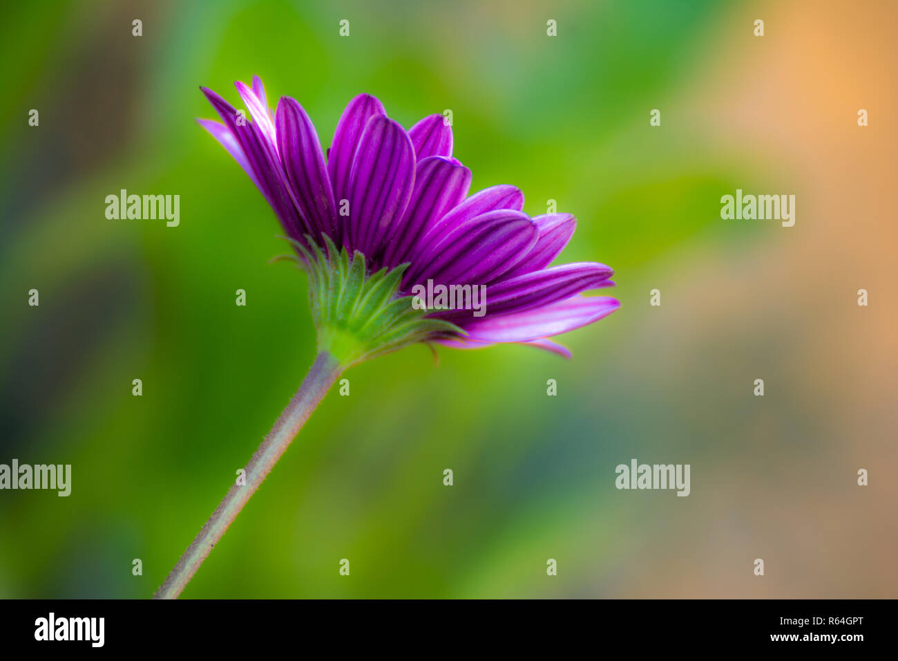 Eine violette Gänseblümchen Gerbera auf einer reinen grüner Hintergrund mit Platz für Text Stockfoto