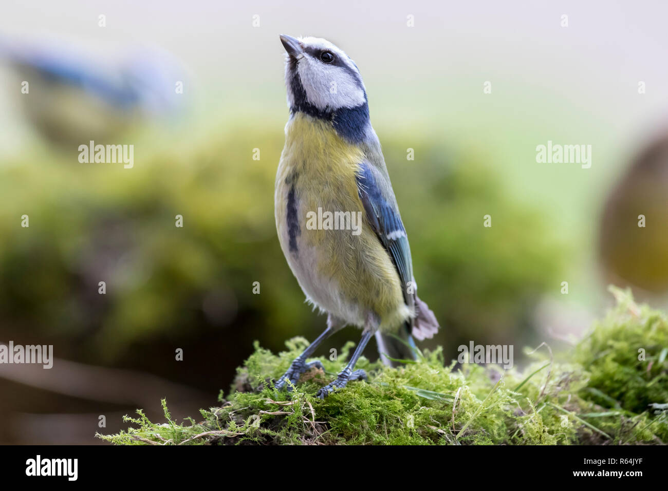 Blaumeise auf Nahrungssuche Stockfoto