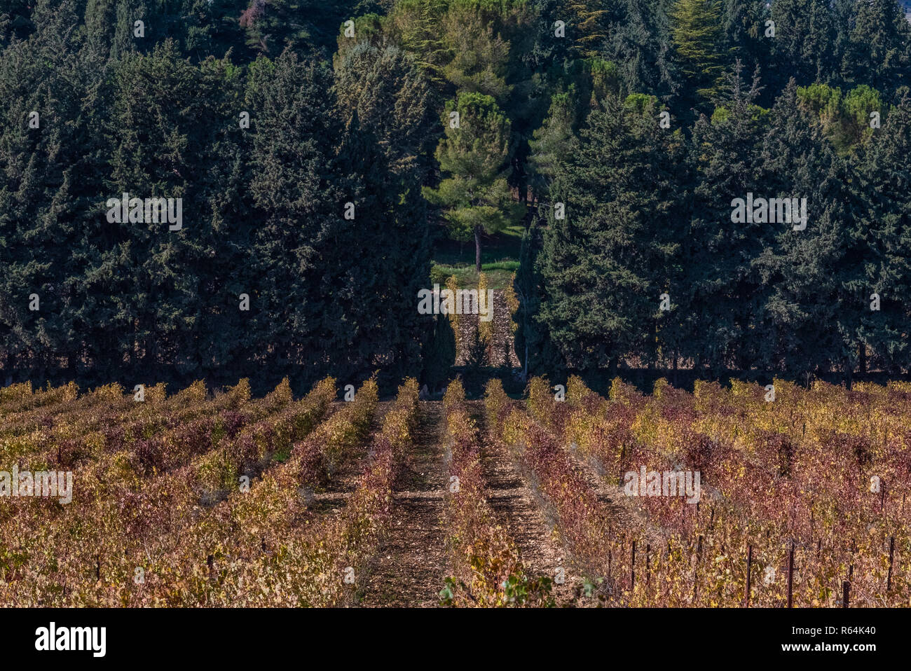 Weinbau im Bekaa-tal, Libanon Stockfoto