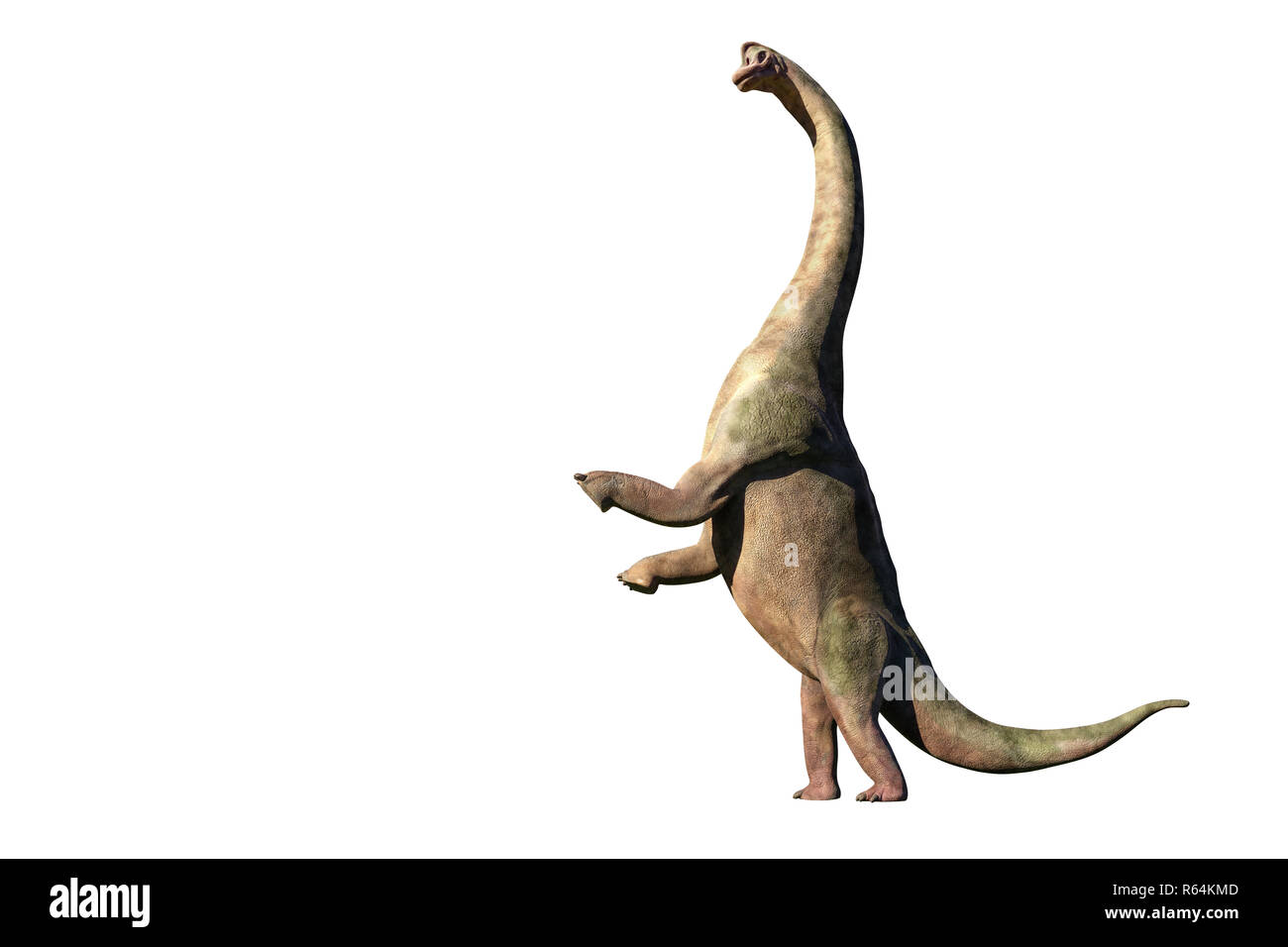Brachiosaurus altithorax aus dem späten Jura in Aktion (3d-Abbildung auf weißem Hintergrund) Stockfoto