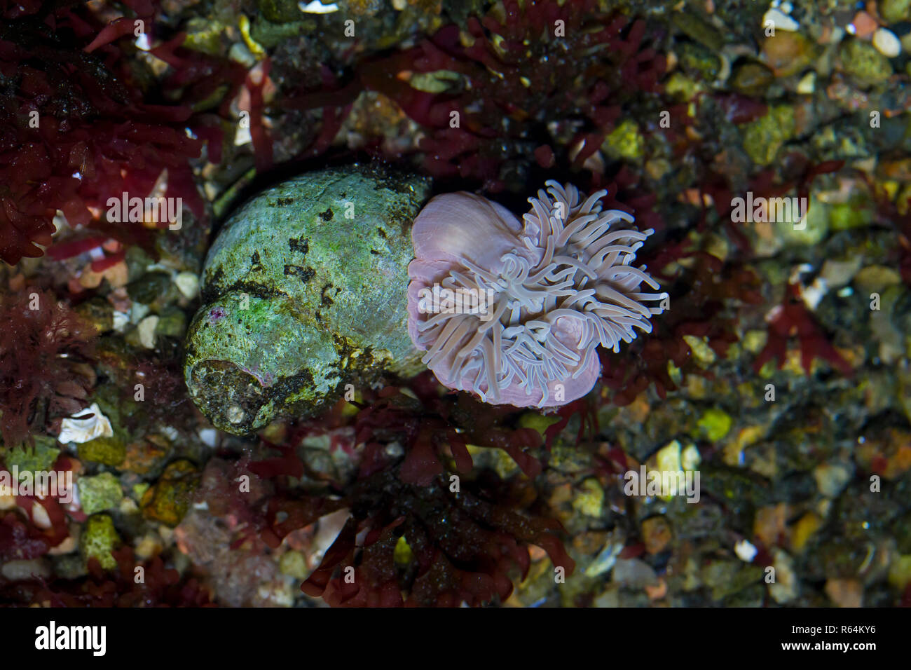 (Beadlet anemone Actinia Equina) im Rock Pool, Seeanemone gefunden, die auf das steinige Ufer aus Westeuropa und das Mittelmeer, Südafrika Stockfoto