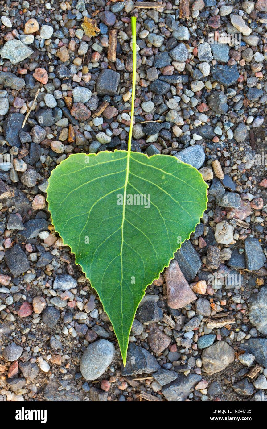 Schwarzpappel (Populus nigra) gefallen Blatt auf dem Boden im Sommer Stockfoto