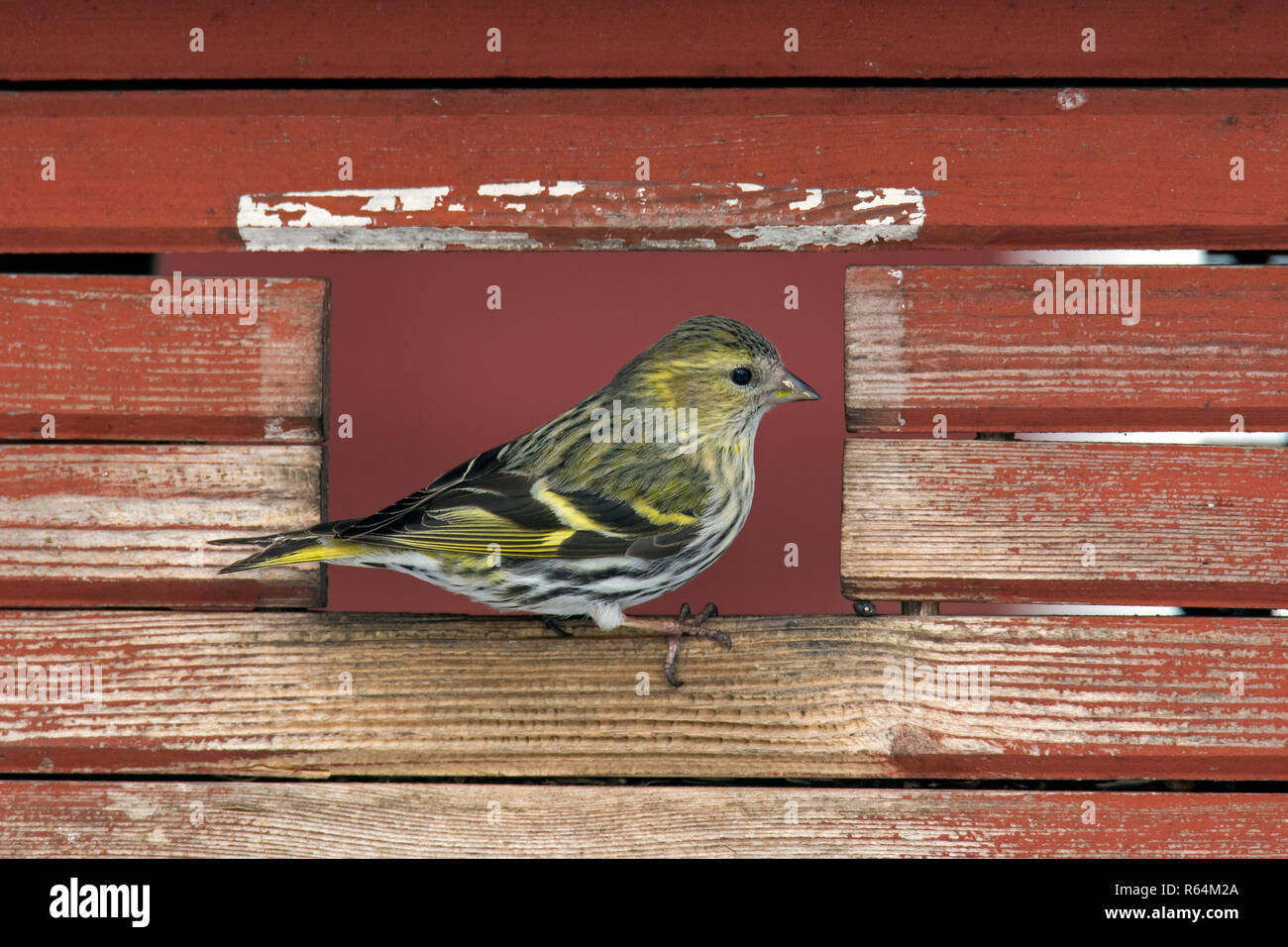 Eurasian siskin/European siskin/common Siskin, (Spinus spinus) weiblichen Bird Feeder in Garten im Winter Stockfoto