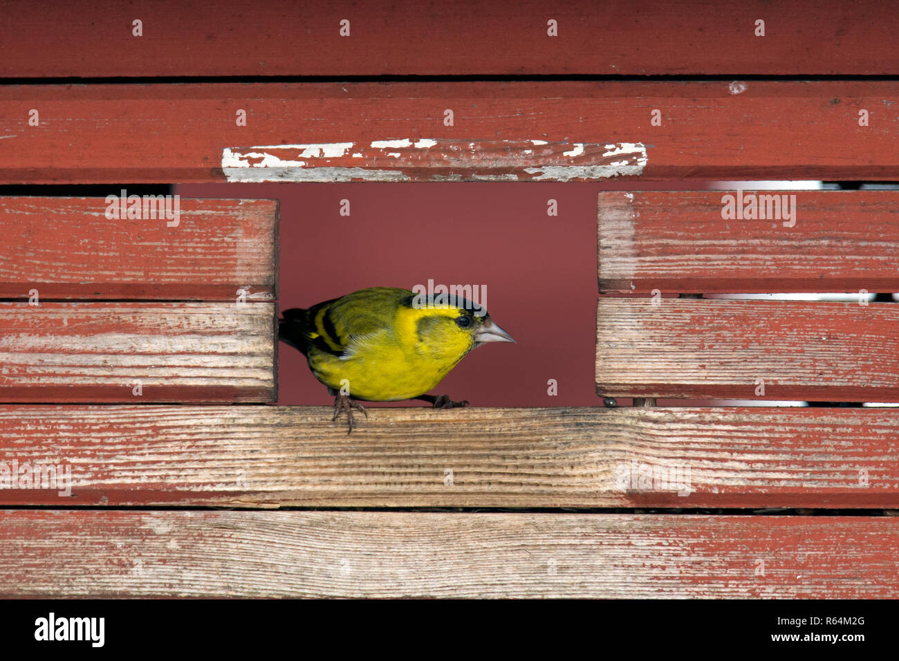 Eurasian siskin/European siskin/common Siskin, (Spinus spinus) männlichen Bird Feeder in Garten im Winter Stockfoto