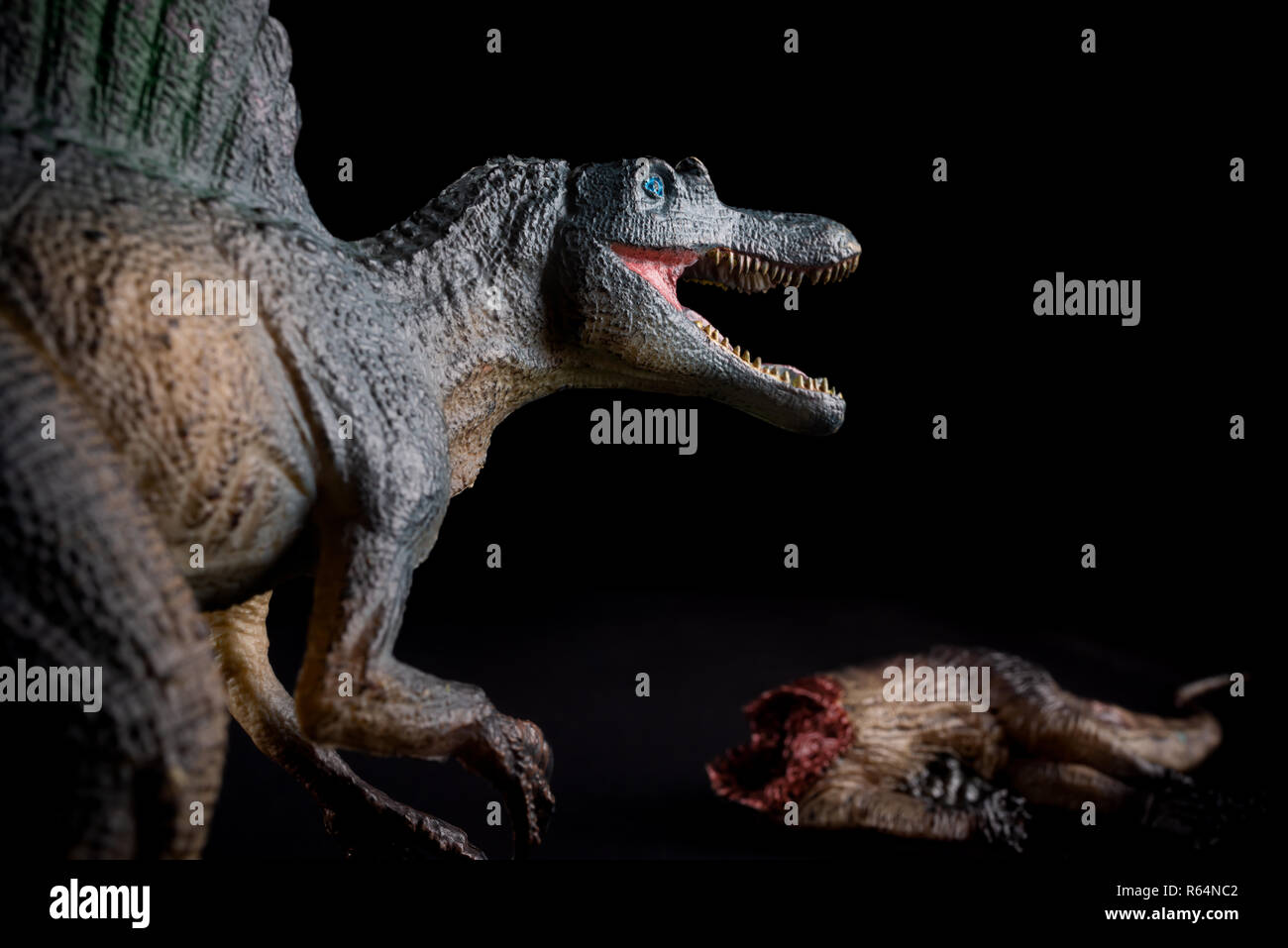 Spinosaurus vor einem Dinosaurier Körper auf dunklem Hintergrund Stockfoto